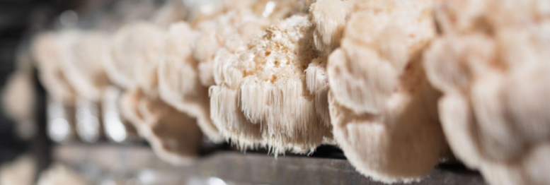 KÄÄPÄ Biotech has won the Start-up Award in the NutraIngredients Awards 2021